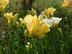 Yellow Freesia