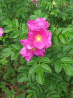 Hamanasu