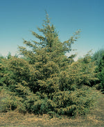 Virginian cedar essence