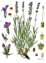 Lavender Absolute