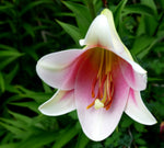 Pink Lily