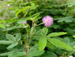 Sensitive Plant