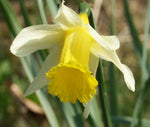 Yellow Narcissus