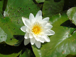 Waterlily