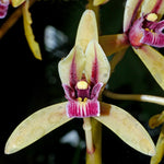 Wild Orchid
