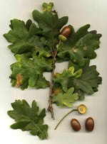 Oak Absolute