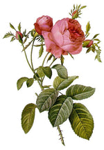 Rose de Mai
