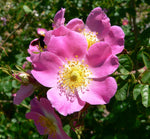 Rose Leaf