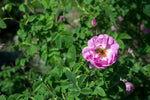 Damascenia Rose