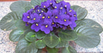 African Violet