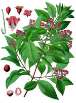 Mysore Sandalwood