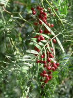 Peppertree