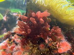 Red Algae