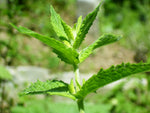 Spearmint Essential Oil