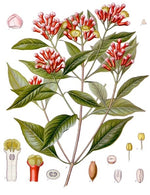 Clove Bud