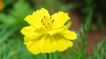 Tagetes