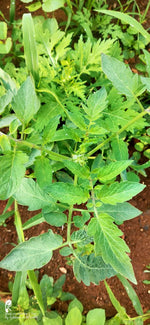 Tomato Leaf