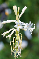 Mexican tuberose