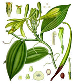 Tahitian Vanilla