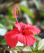 Hibiscus Seed