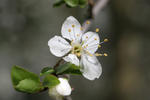 Mirabelle