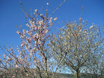 Almond Blossom