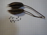 Ambrette Seeds Absolute
