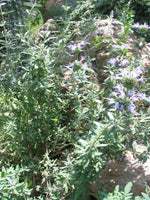Blue Sage
