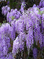 Blue Wisteria