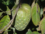 Cherimoya