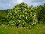 Elderflower