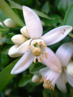Grapefruit Blossom