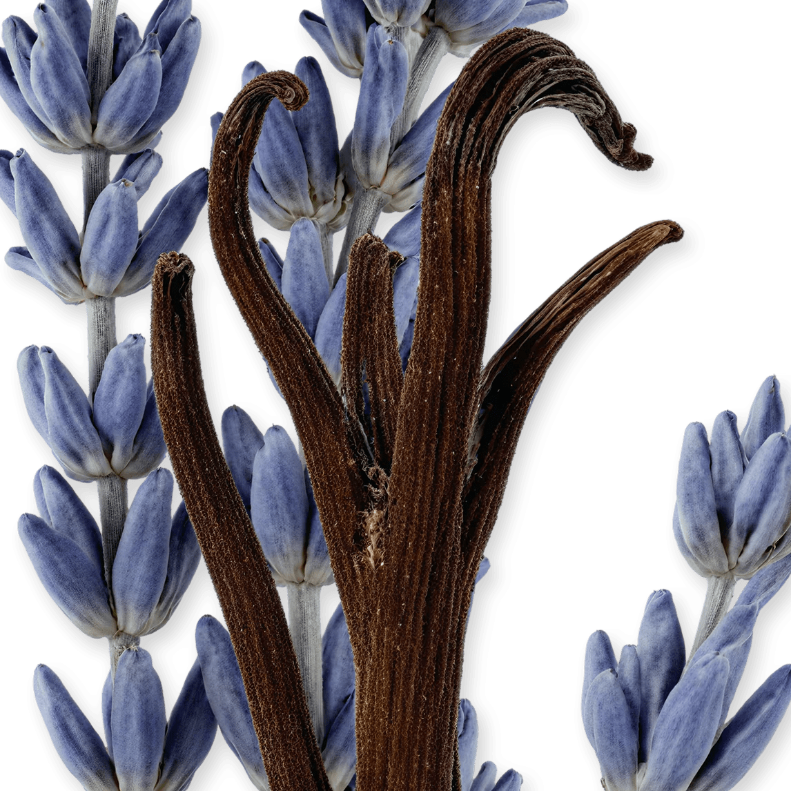 PARFUMS de MARLY LAYTON EXCLUSIF UNISEX PARFUM 125ML - Al Himyan Perfumes | عطور هميان | Oud & Luxury Fragrances - parfums de marly