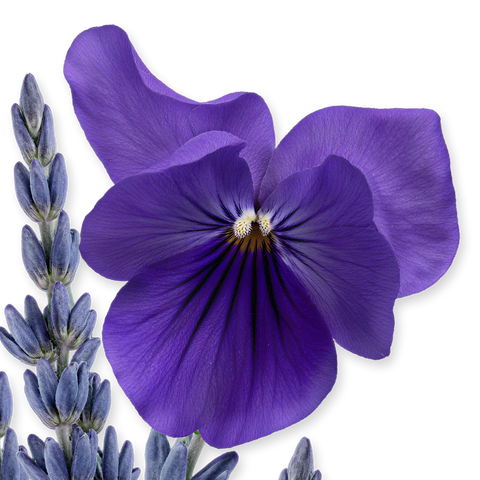 عطر بارفيومز دي مارلي بالاتين للنساء - أو دو بارفان