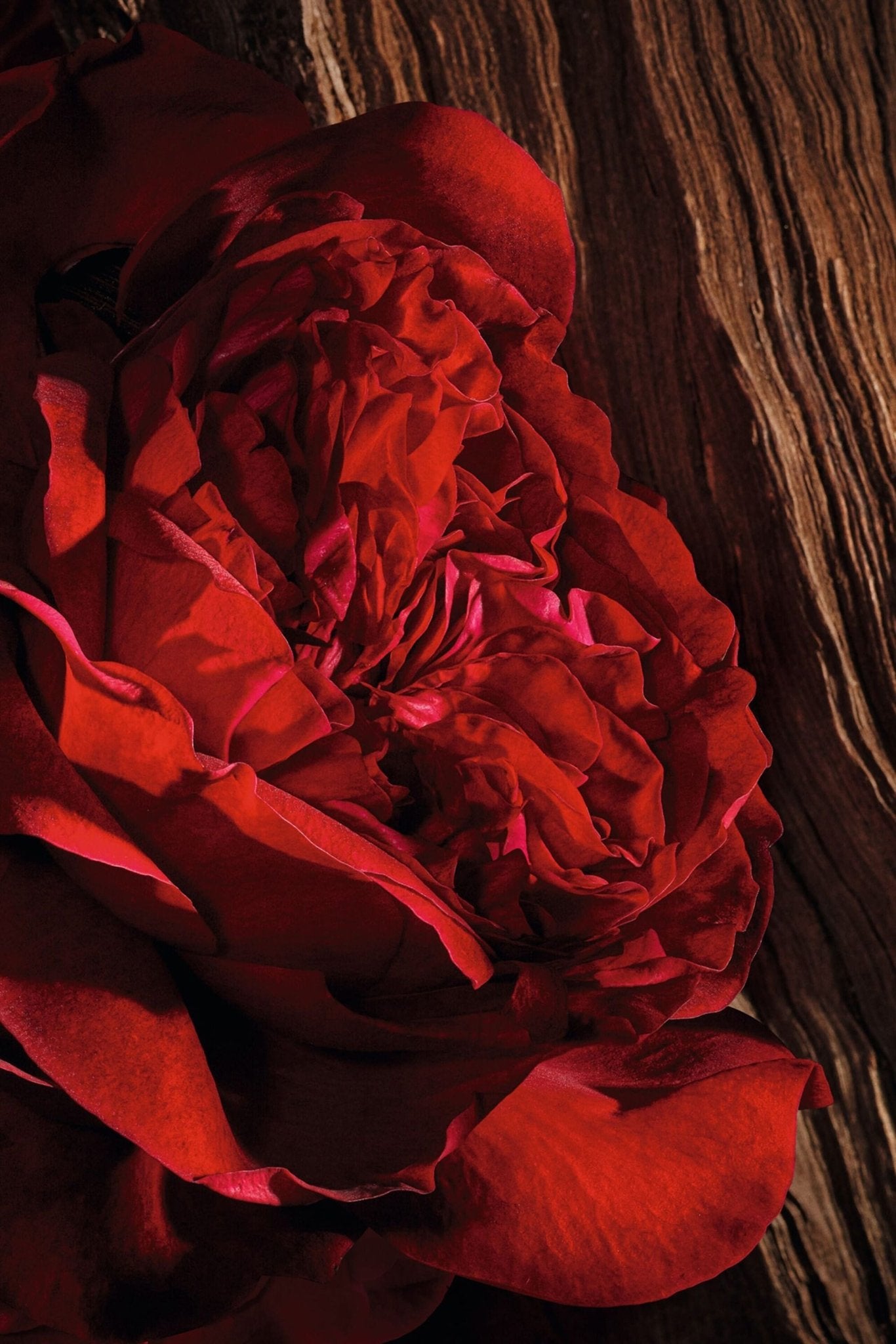 CHRISTIAN DIOR OUD ISPAHAN UNISEX EDP - Al Himyan Perfumes | عطور هميان | Oud & Luxury Fragrances - Dior