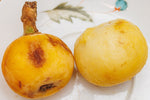 Japanese Loquat