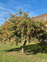 La Reunion Baie Rose