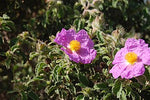 Labdanum Absolute