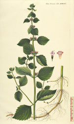 Water Mint