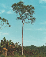 Louro Amarelo Wood