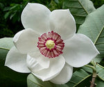 Magnolia Essence