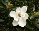 Magnolia Petals