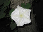 Moon Flower