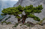 Cypress Leaf