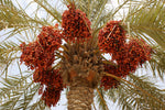 Date Fruit
