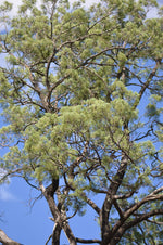 Australian Blue Cypress