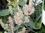 Patchouli Noir oil