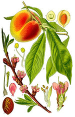 Sweet Peach