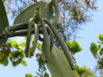 Vanilla Pod