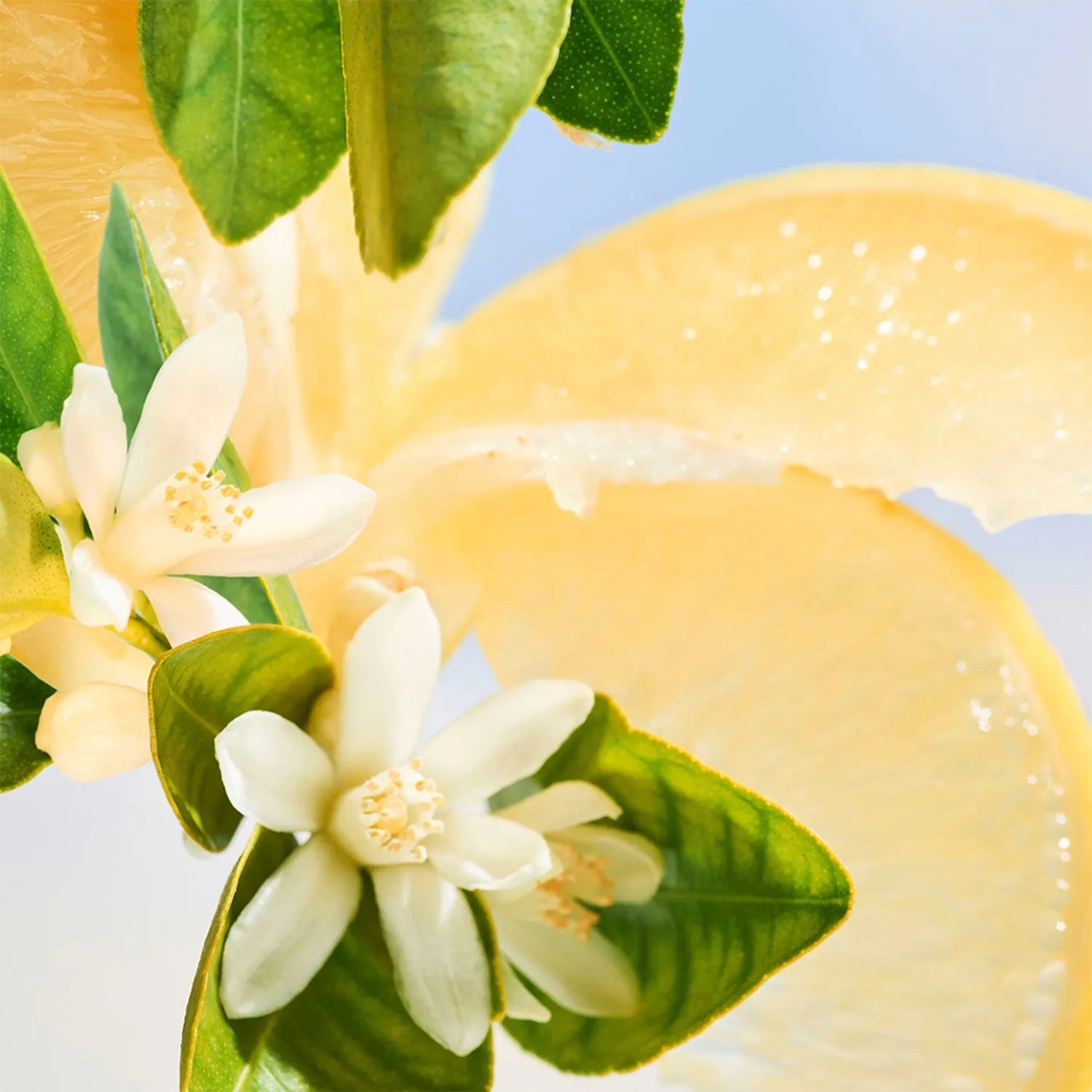 BVLGARI ALLEGRA RIVA SOLARE FOR WOMEN EDP 100ML - Al Himyan Perfumes | عطور هميان | Oud & Luxury Fragrances - BVLGARI